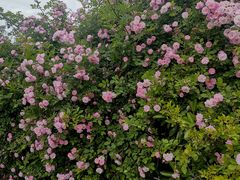 -天鹅湖体育公园