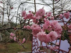 -天适樱花悠乐园