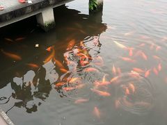 -西湖外事游船(花港观鱼码头)