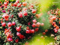 -国家植物园