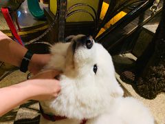 -more than meow吴止猫主题餐厅(承德 中船汇店)