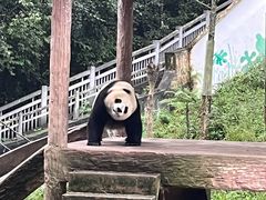 -碧峰峡风景区