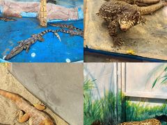 -灵玲国际马戏城