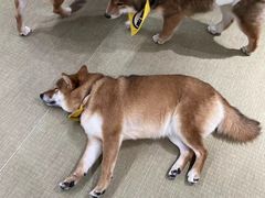 -逗柴咖啡屋·狗咖猫咖宠物桌游