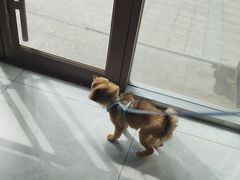 -瑞鹏宠物医院·超声·骨科·奇麟分院(蜀都万达店)