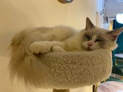 -喵喵咪呀布偶猫咖(春熙路店)