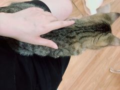 -COLOR PETS 撸猫馆·购猫·猫咖(长风大悦城店)