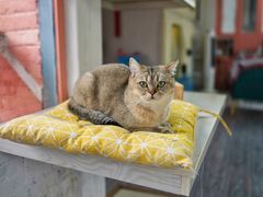 -喵屿·大理花园猫咖