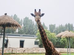 -北京野生动物园