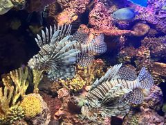 -上海海洋水族馆