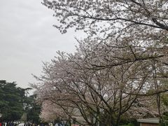 -武汉大学-樱园