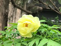 -北京市劳动人民文化宫(太庙)