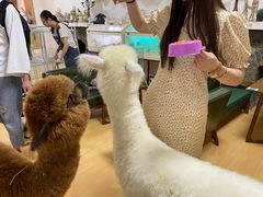 -猫色咖啡·猫咖