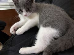 -lincat·猫舍(广州店)