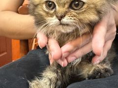 -楼上猫咖(罗湖店)