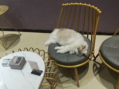 -藏猫猫咖啡主题馆(中央大道店)