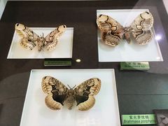 -上海昆虫博物馆
