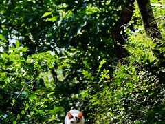 -上海佘山国家森林公园天马山园