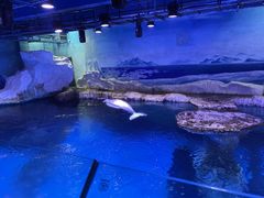 -海合安武汉极地海洋公园