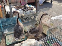 -中环花鸟鱼虫市场
