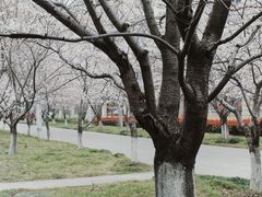 -高东镇樱花园