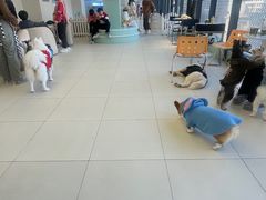 -怪兽屋·羊驼·猫咖·狗咖(俊华广场店)