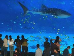 -烟台海昌鲸鲨海洋公园