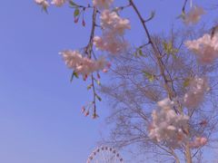-顾村公园