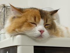 -瑞派·关忠动物医院·猫专科·犬专科(三环新城店)