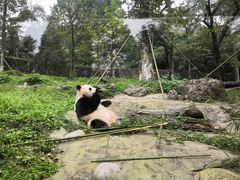 -都江堰中华大熊猫苑