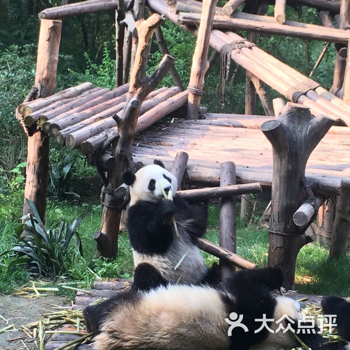 大熊貓繁育研究基地圖片-北京動物園-大眾點評網