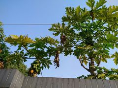 -鱼珠码头(轮渡站)