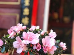 -寂照庵