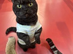 -和它·交个朋友·狗咖猫咖(爱琴海店)