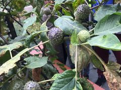 -广州神农草堂中医药博物馆