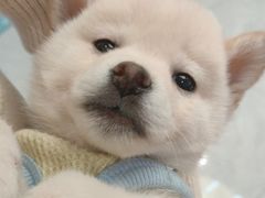 -柴犬小屋·柴餐厅·狗咖食堂(金鼎广场店)