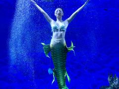 -海合安武汉极地海洋公园