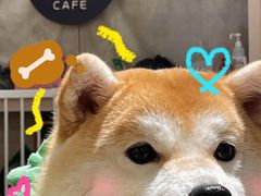 -逗柴咖啡屋·狗咖猫咖宠物桌游