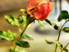 -味多美蛋糕(洋桥店)