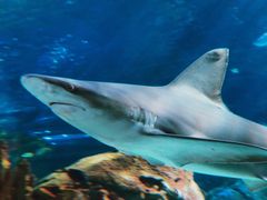 -瑞普利水族馆