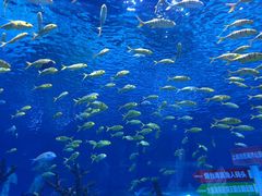 -上海海昌海洋公园