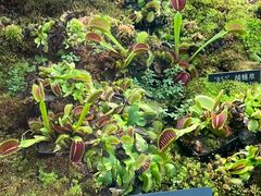 -国家植物园南园