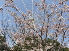 -顾村公园