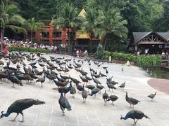 -西双版纳原始森林公园