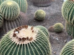 -北京植物园-展览温室