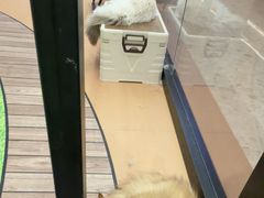 -爪爪喵星球·猫舍(卓悦中心店)