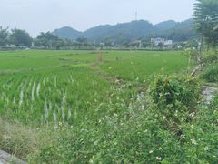 -红山村