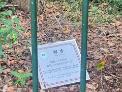 -西湖风景区十里琅珰-五云山