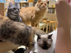 -藏猫猫咖啡主题馆(中央大道店)