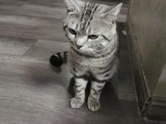 -猫尾侦探俱乐部·剧本杀·狼人杀